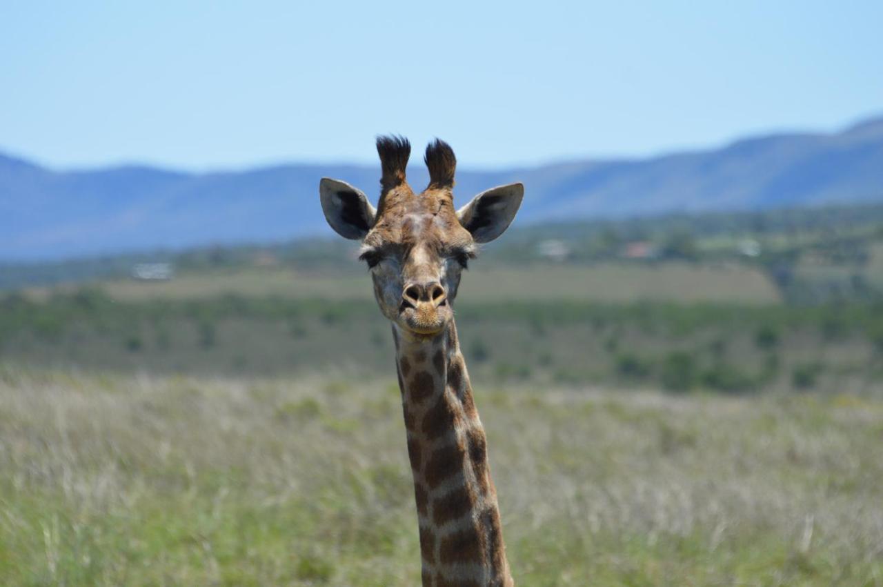The Ranch House At African Safari Lodge 格拉罕镇 外观 照片